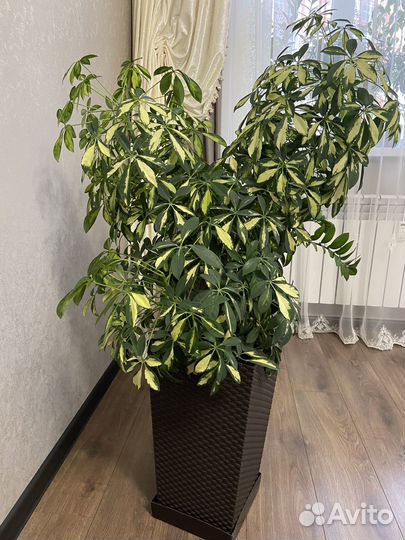 Шефлера