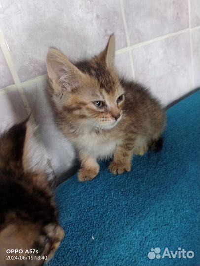 Майн кун котята