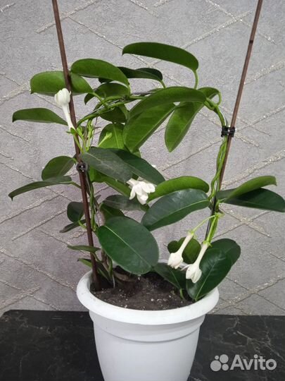 Диффенбахия и Стефанотис