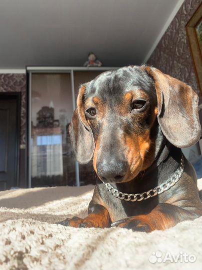 Карликовая такса