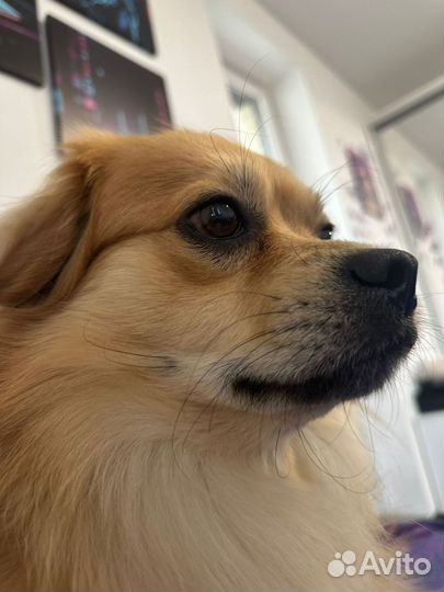 Случка собак