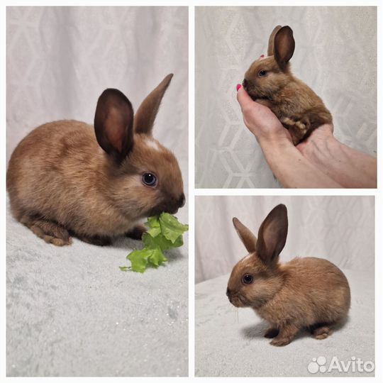 Декоративные карликовые кролики