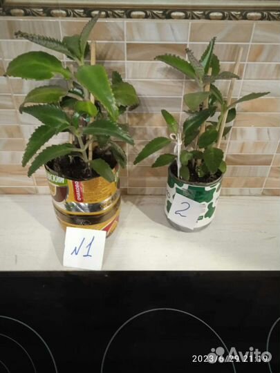 Каланхоэ лечебное чихалочка