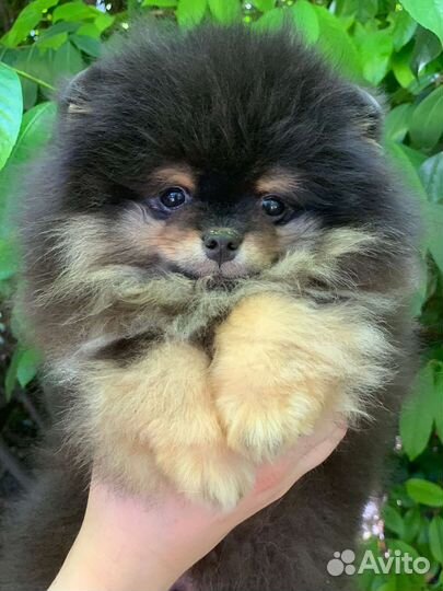 Померанский шпиц