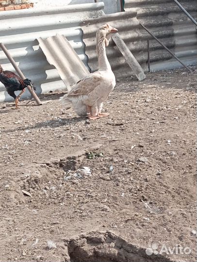 Холмогорские гуси