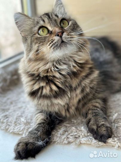 Кошка бесплатно