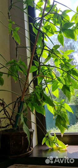 Цветы комнатные в горшках