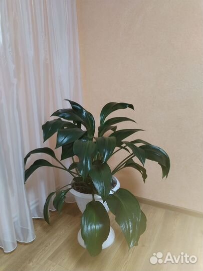 Комнатные цветы