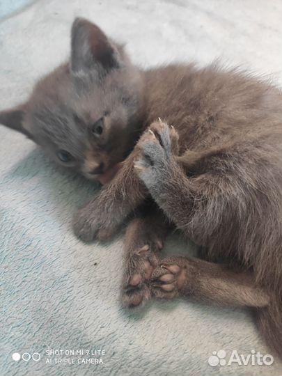 Котята