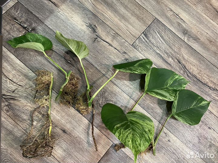 Эпипремнум марбл квин моссток