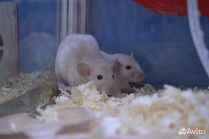 Продажа животных