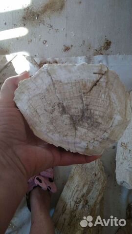 Окаменелое дерево. Торг