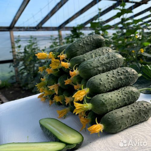 Семена огурцов Актив