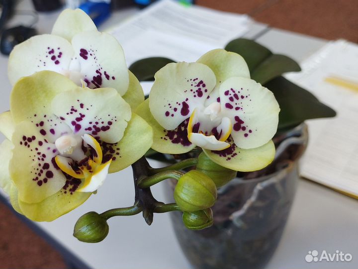 Сортовая орхидея