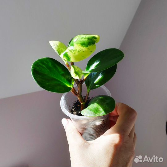 Пеперомия туполистная вариегатная