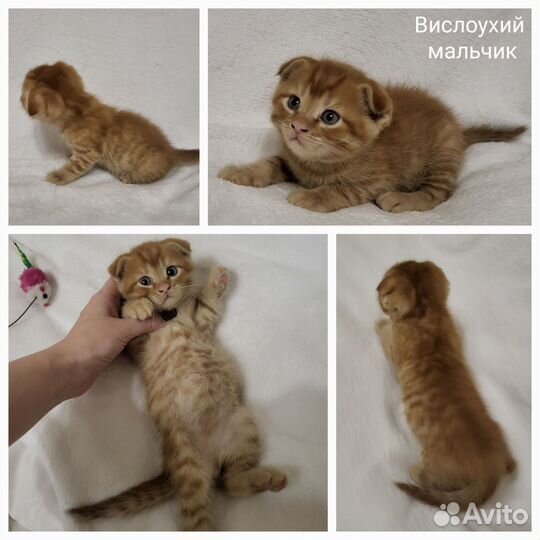 Вислоухие котята