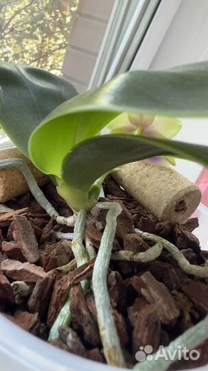 Орхидея Bellina Coerulea green