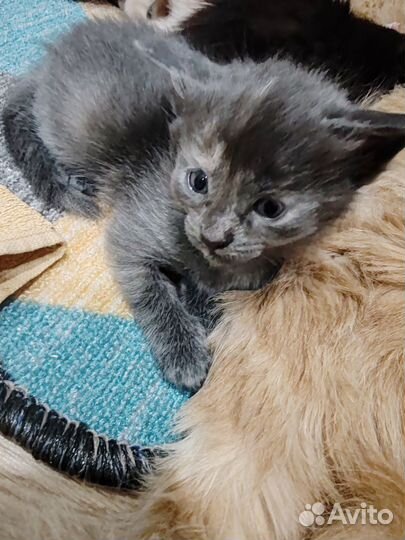 Котята отдам бесплатно