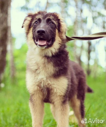 Собачка ищет дом (Шкипер)