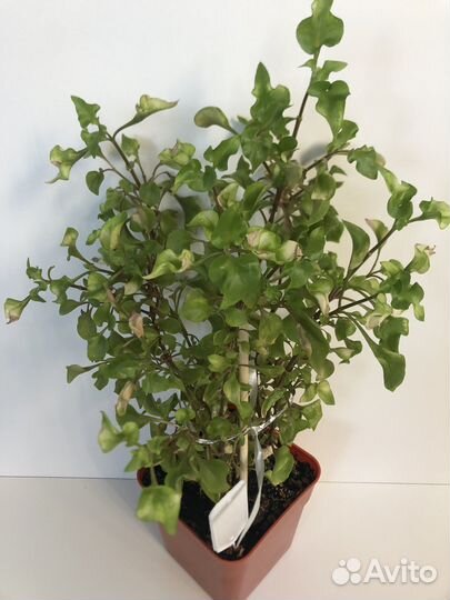 Комнатные растения. Микс