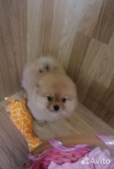 Шпицы щенки