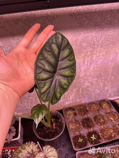 Комнатные растения