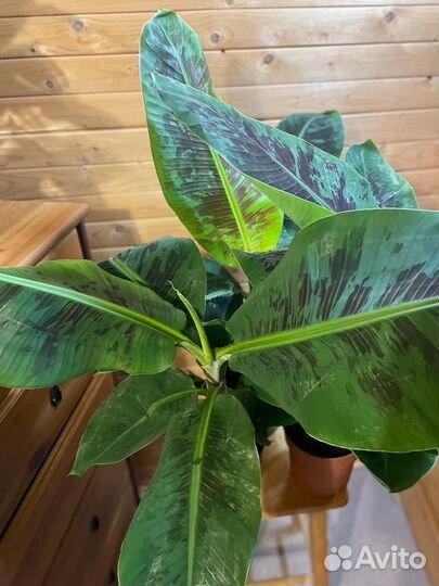 Банан Муса-Банановая пальма D-17/ H-85