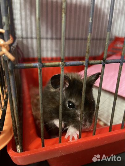 Хомяки сирийские