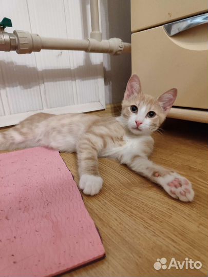 Котенок в добрые руки