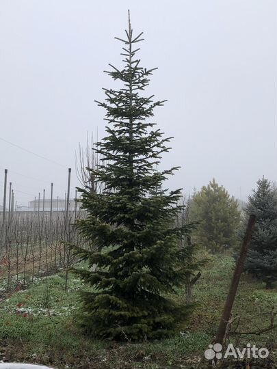 Ёлки, голубые/ зеленые ели