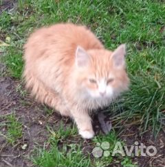 Котенок около 4 месяцев