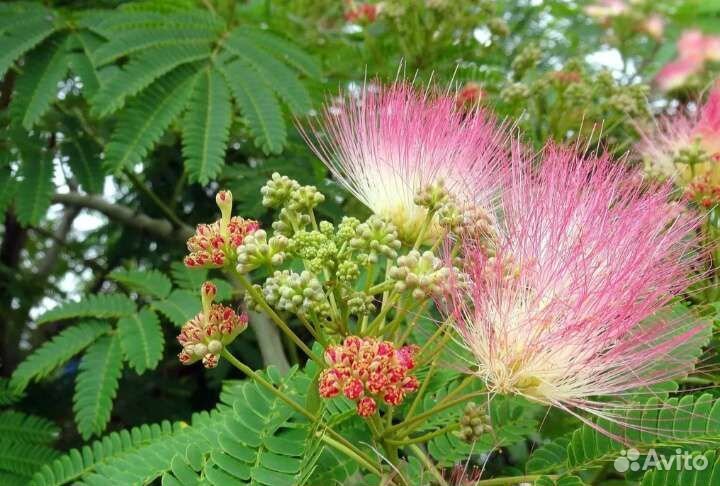 Сумах - семейное дерево