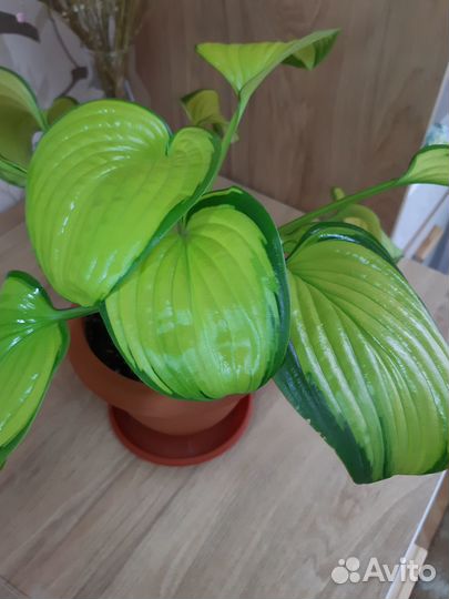 Комнатные цветы хоста