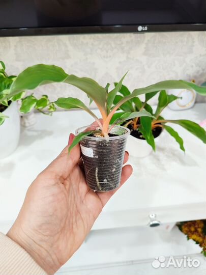 Хлорофитум