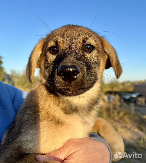 Щенок в добрые руки