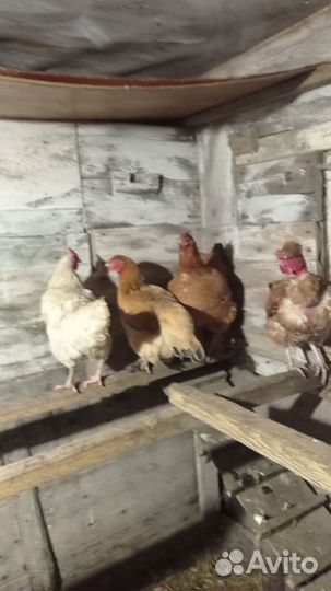 Куры несушки