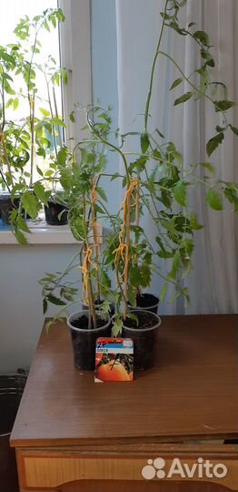 Продам рассаду помидор