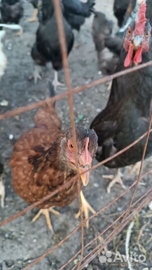 Куры молодки несушки