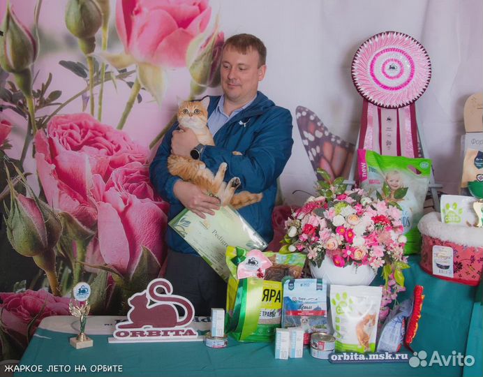 Вязка. Британский кот BRI NY11. Золотая шиншилла