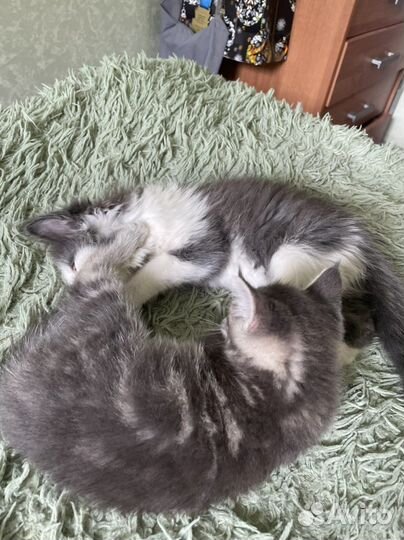 Котята