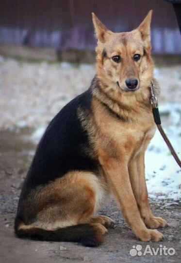 Собака Дина в добрые руки