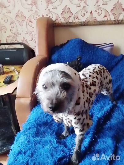 Щенки далматина