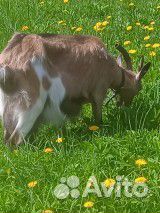 Домашние куриные яйца,инкуб. яйца. Молоко, творог