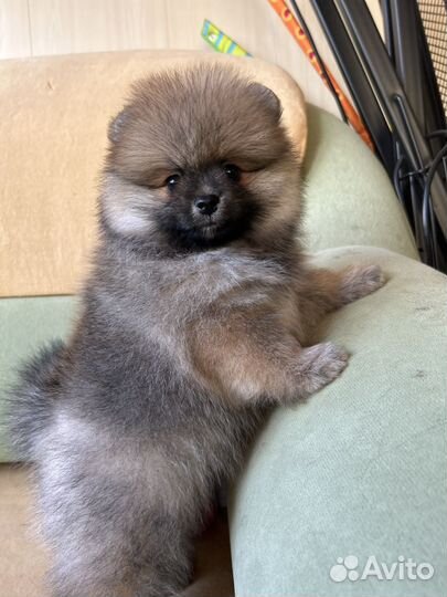 Щенок шпица мальчик