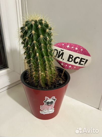 Кактус Эхинокактус Грузона