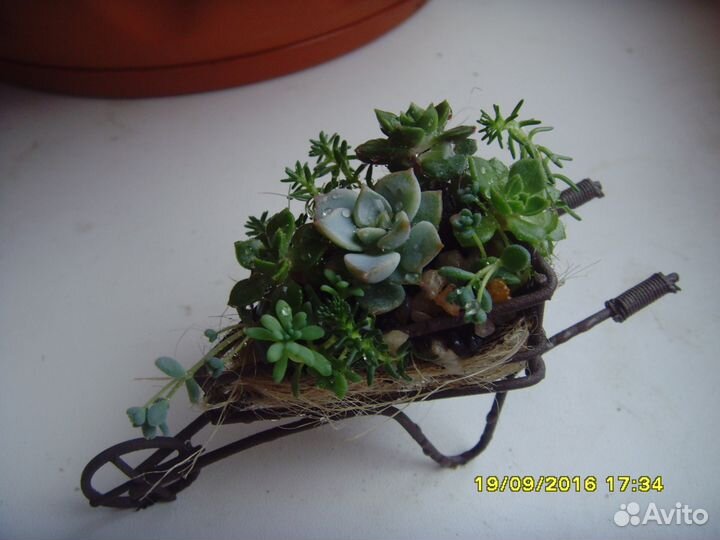 Эко-подарки, флорариумы в Туле