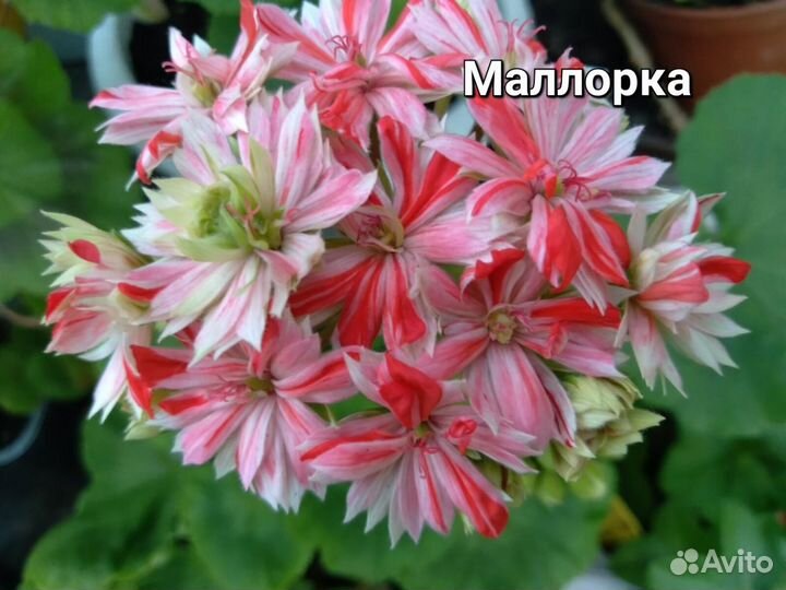 Черенки пеларгонии