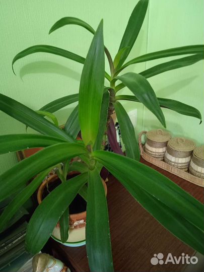 Комнатные цветы