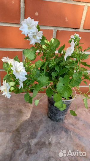 Кампанула махровая