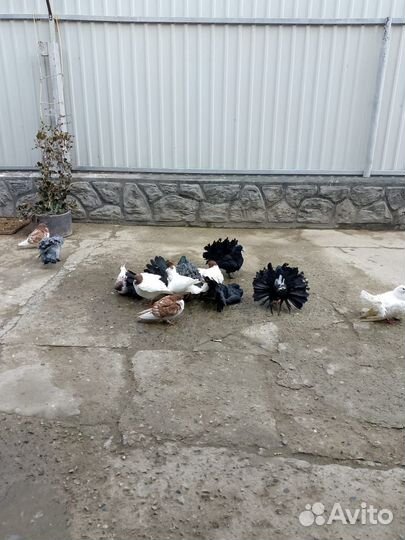 Продажа голубей